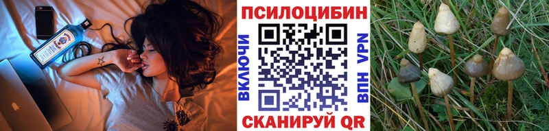 Галлюциногенные грибы Psilocybine cubensis  Колпашево 